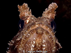 Scorpaena porcus
FISH PORTRAIT by Cumhur Gedikoglu 